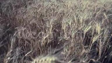 麦田。 地上的金色麦穗.. 草甸麦田成熟穗的背景。